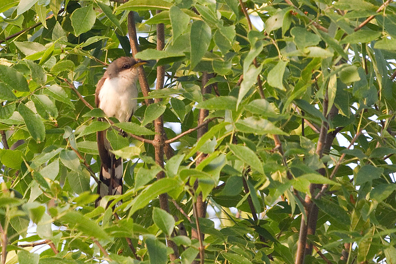Yellow Billed Cuckoo