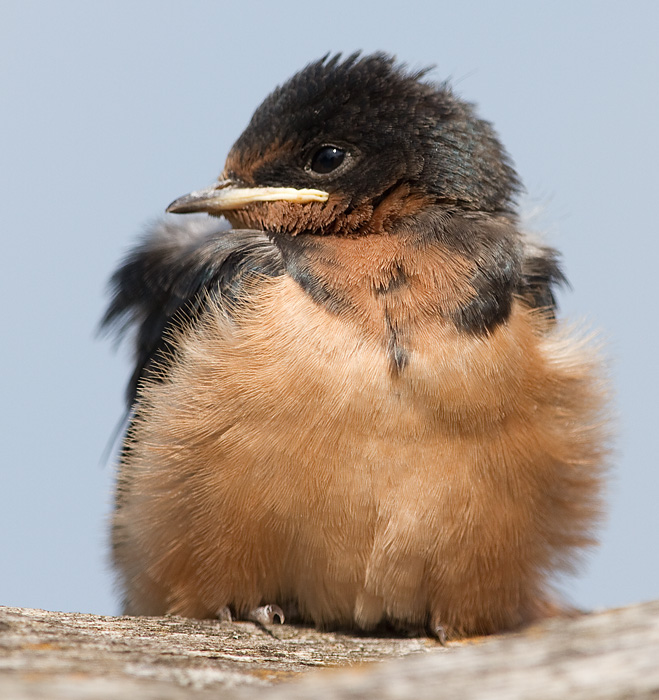 juvenile tree swallow 4