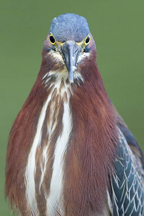 green heron 93