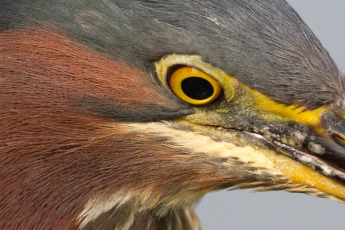 green heron 94