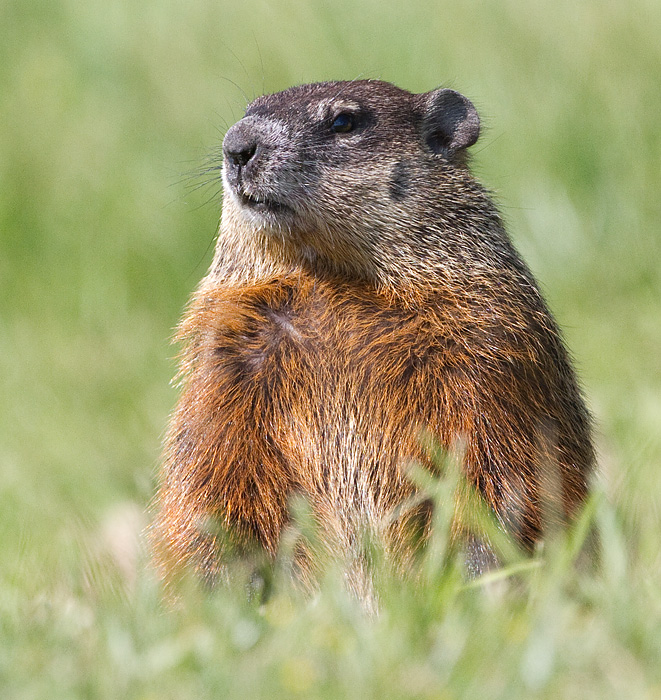 groundhog 5