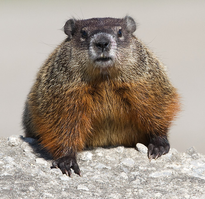groundhog 8