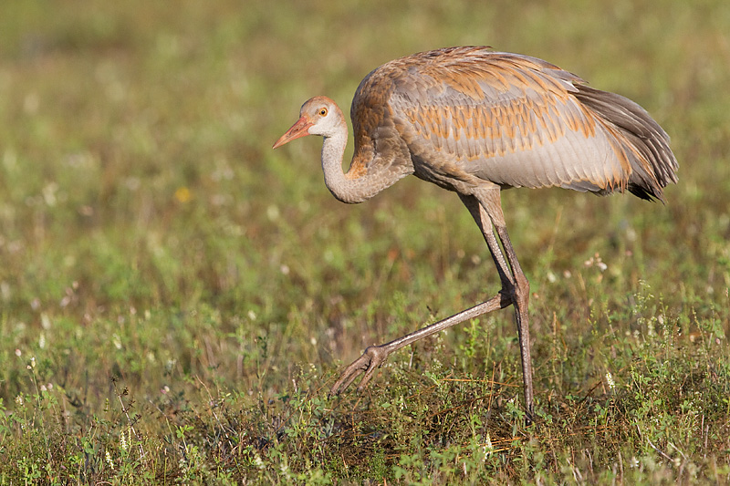sandhill crane colt 111