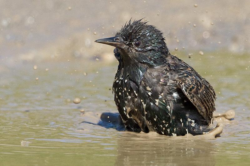 starling 22