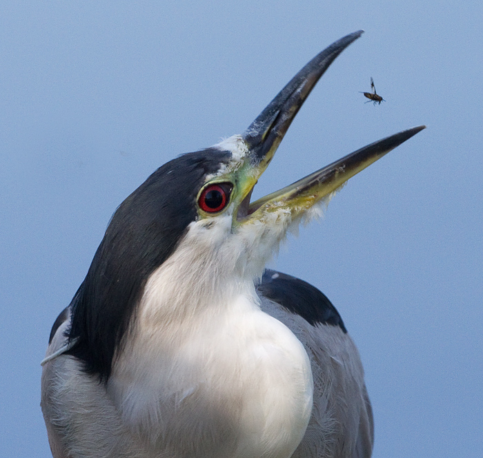 black-crowned night heron 257
