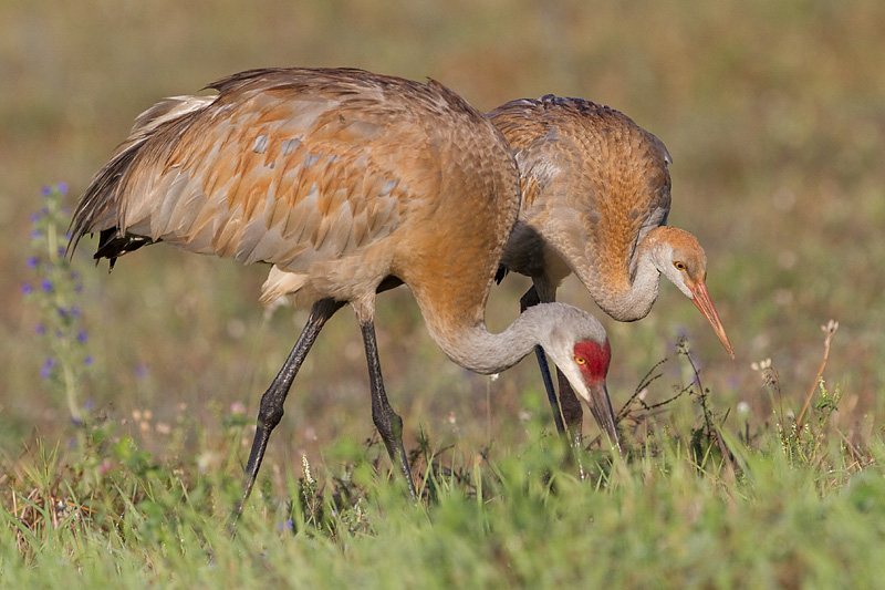 sandhill crane 263