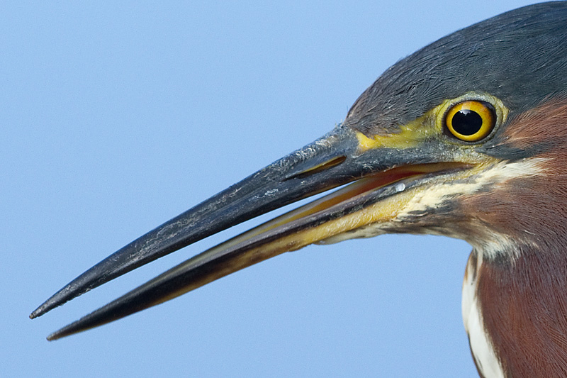 green heron 95