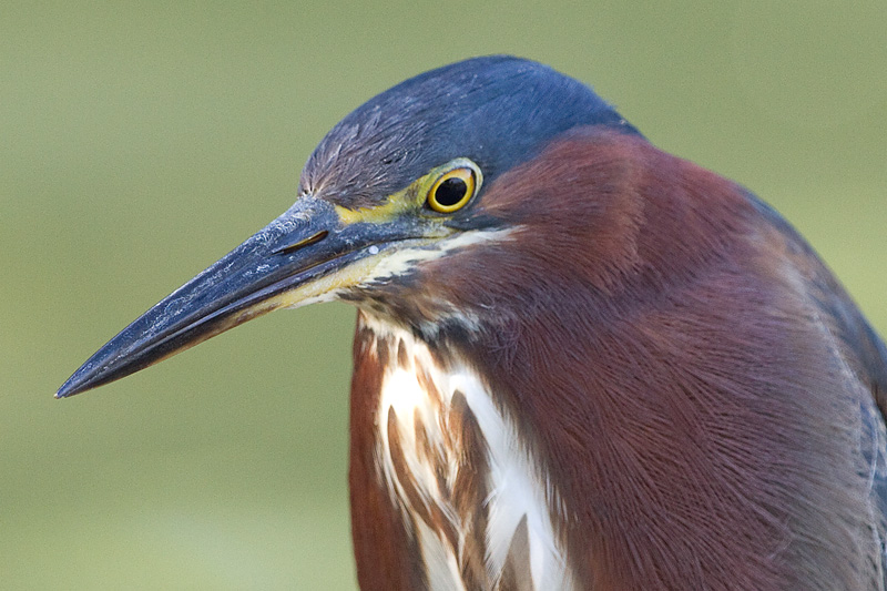 green heron 99