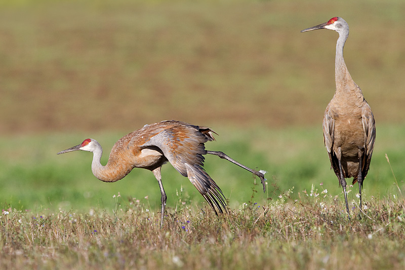 sandhill crane 265