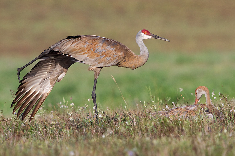 sandhill crane 266