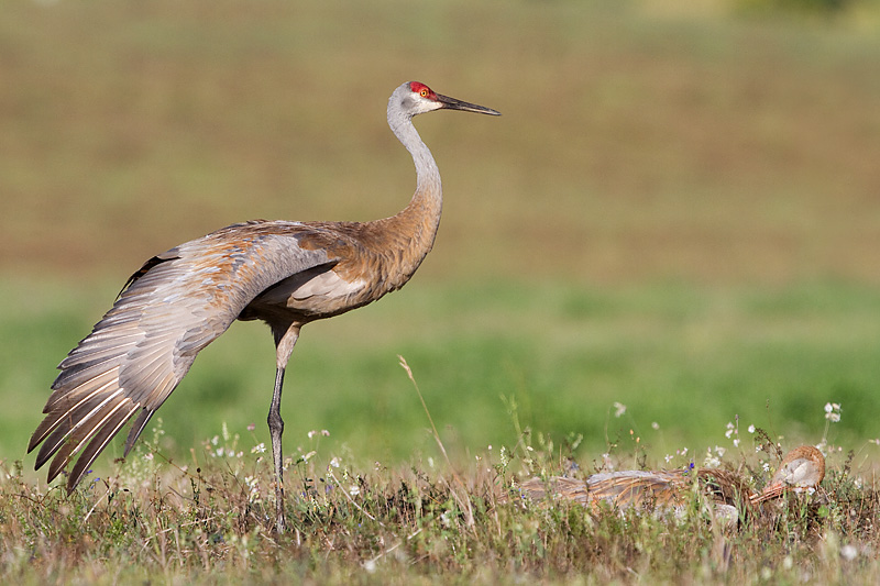sandhill crane 280
