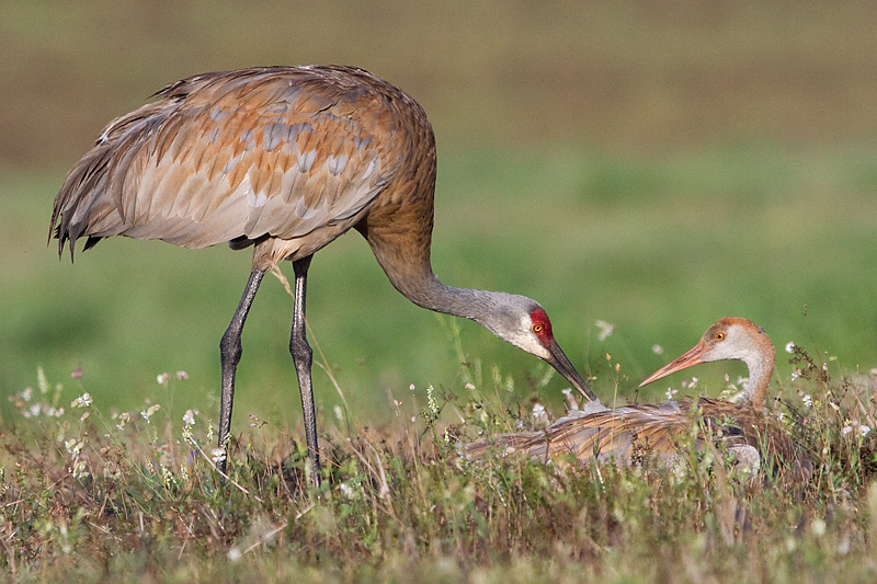 sandhill crane 281
