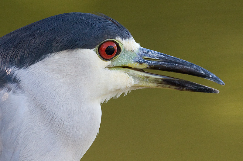 black-crowned night heron 261