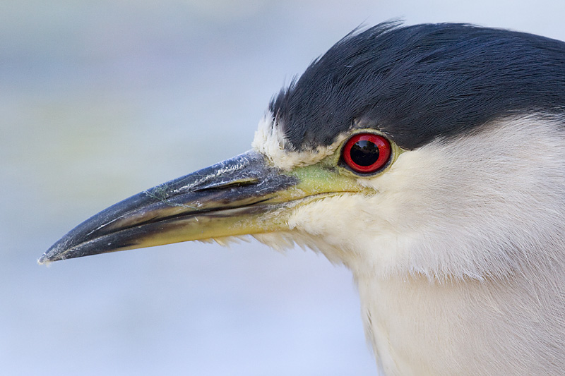 black-crowned night heron 262