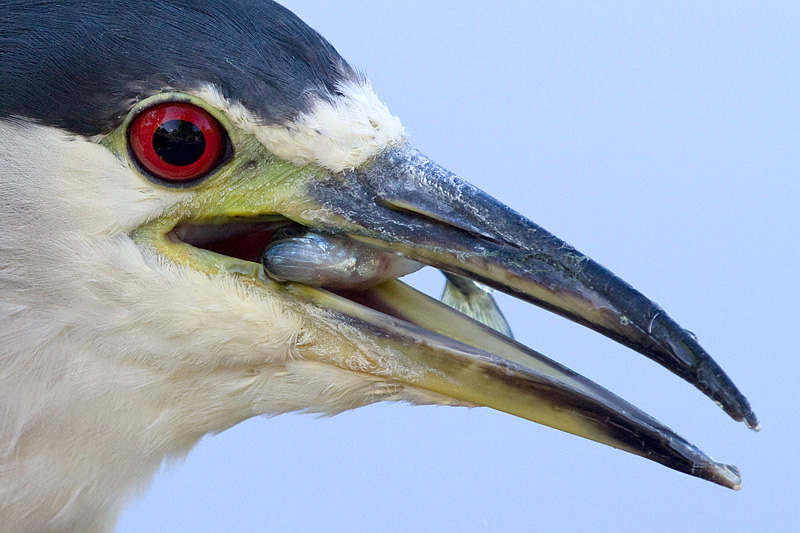 black-crowned night heron 263