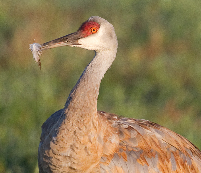 sandhill crane 288