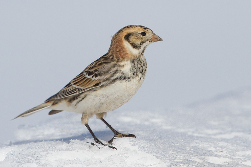 lapland longspur 86
