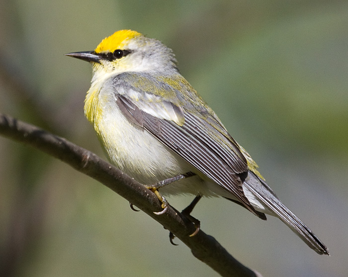 brewsters warbler 4