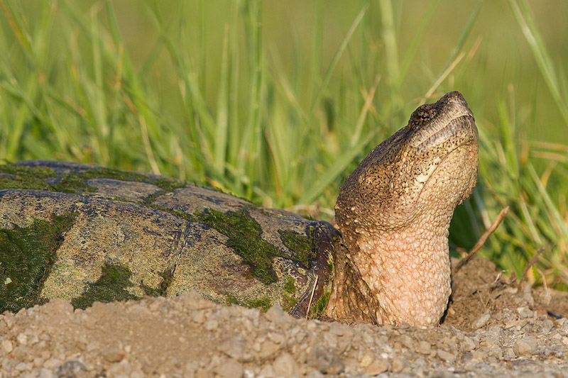 snapping turtle 7