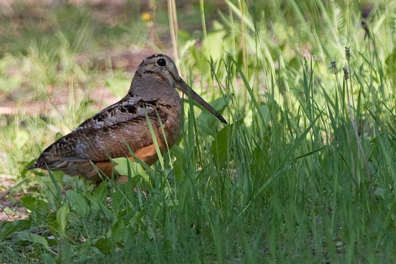 American woodcock 2