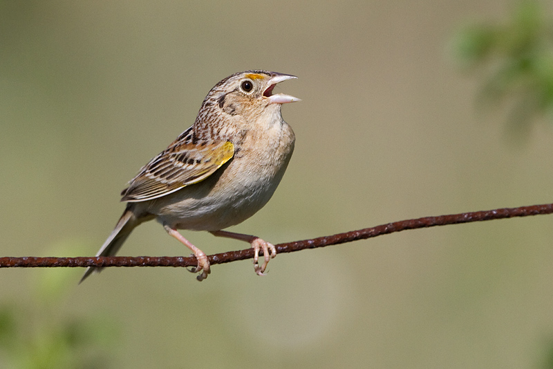 grasshopper sparrow 97