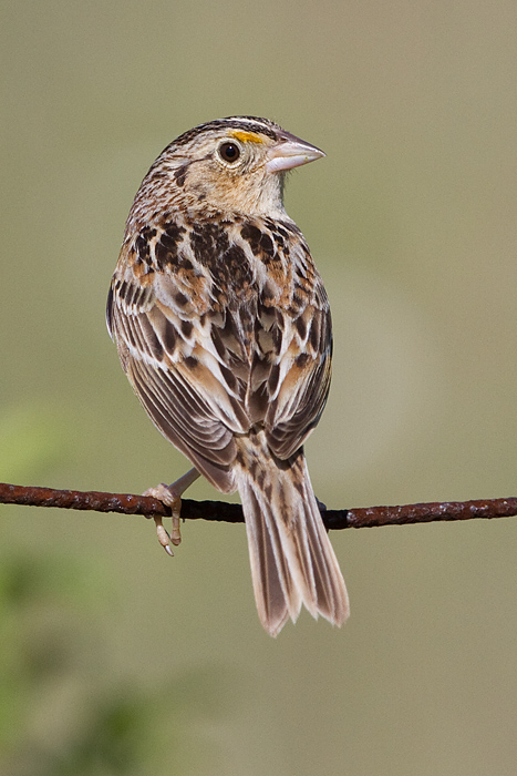 grasshopper sparrow 98