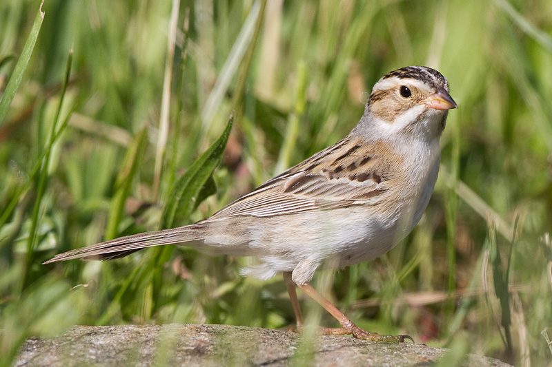 clay coloured sparrow 14