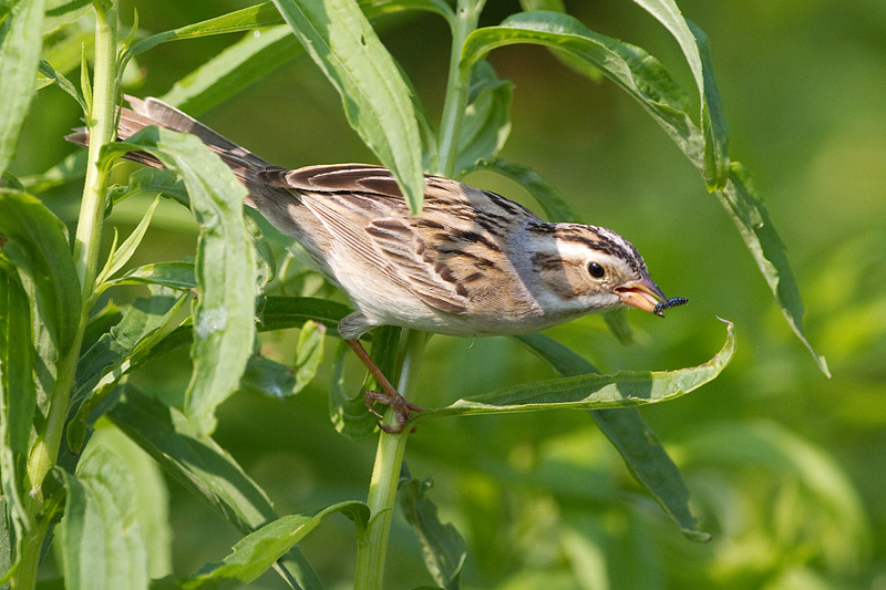 clay coloured sparrow 15