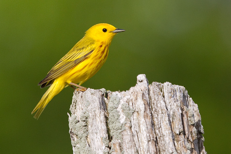 yellow warbler 31