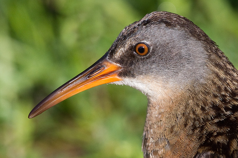 virginia rail 77