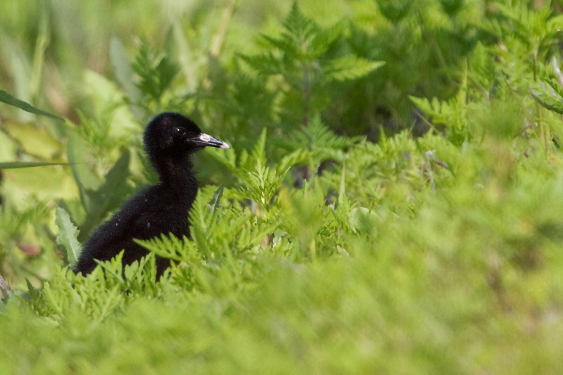 virginia rail chick 5