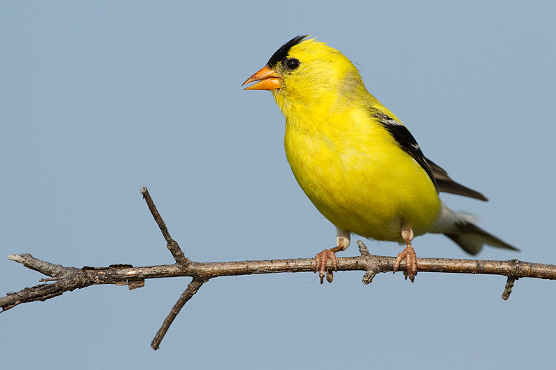 goldfinch 77
