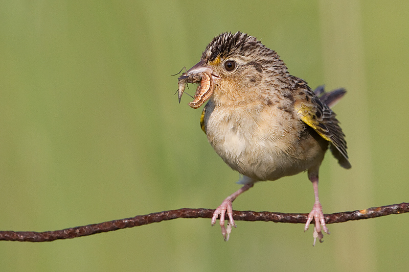 grasshopper sparrow 99