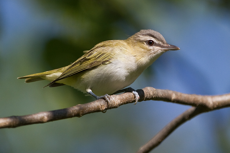 red-eyed vireo