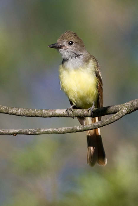 great crested flycatcher 10