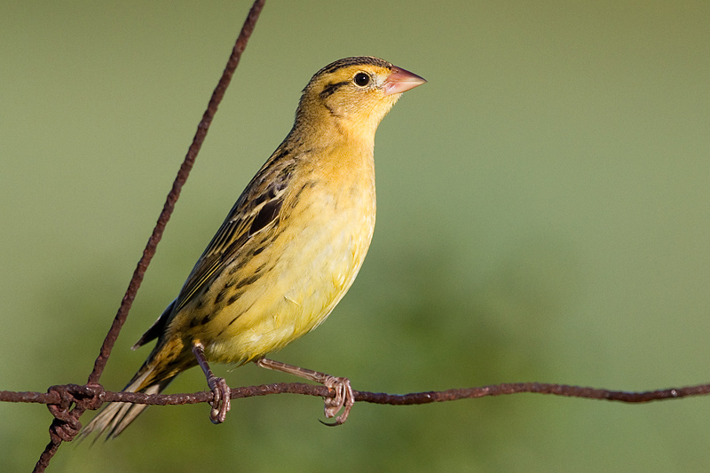 juvenile bobolink 42