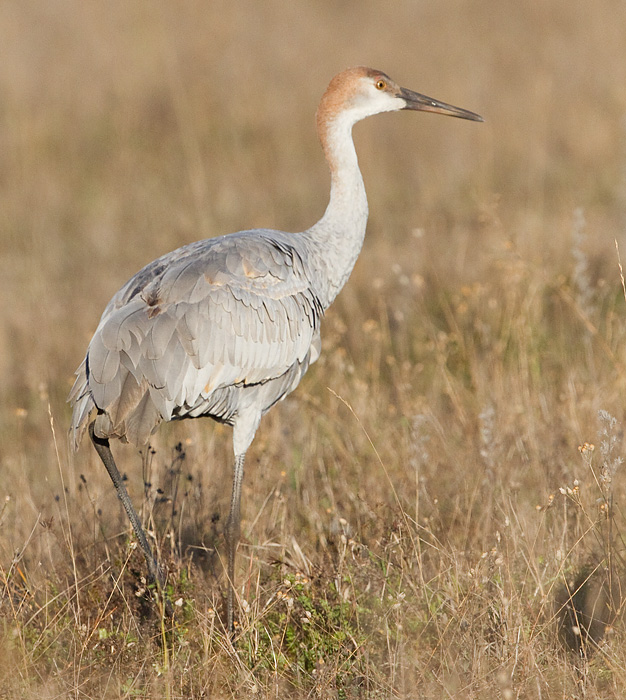 sandhill crane colt 130