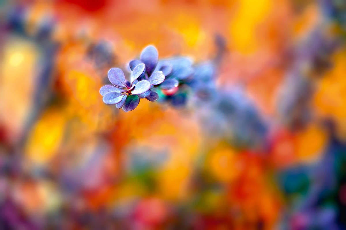 Autumnal Berberis