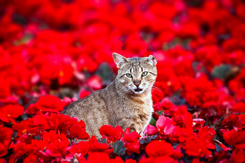 The Cat in Red