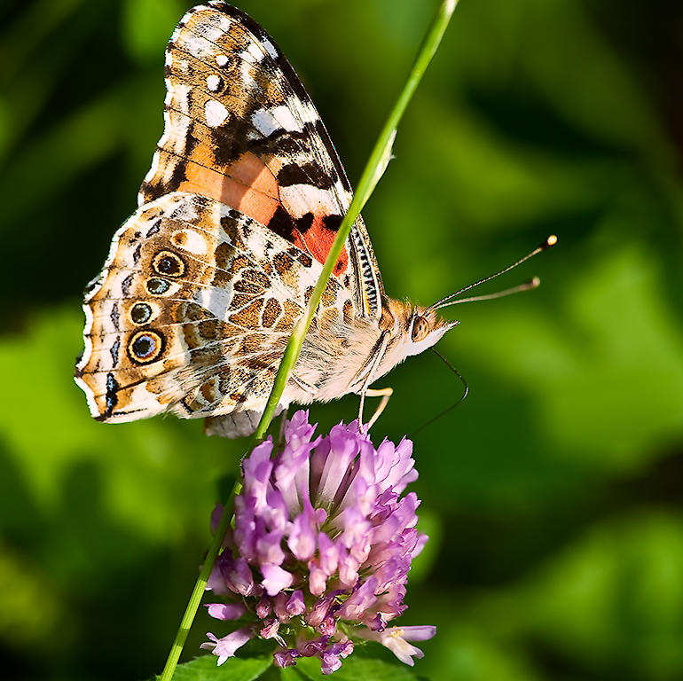 The Painted Lady