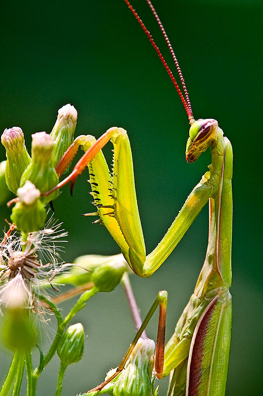 The Praying Mantis