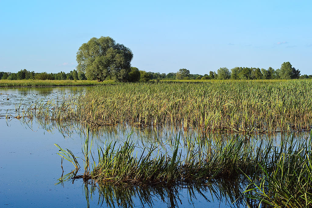 An Oxbow of Narew River