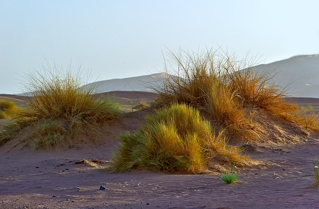 Erg Chebbi
