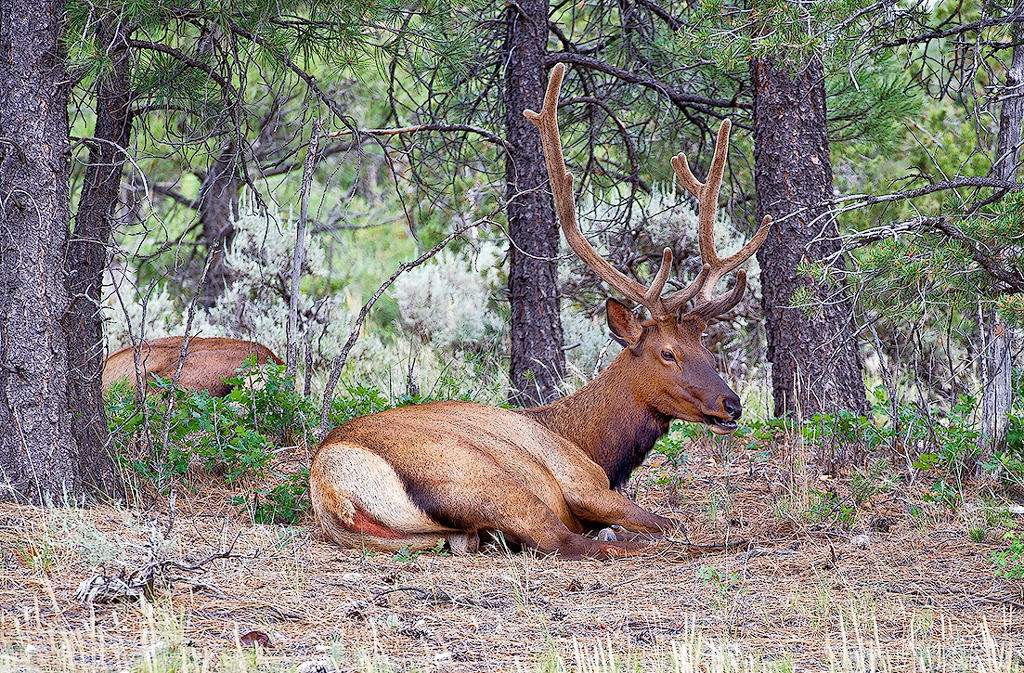 The Elk (Wapiti)