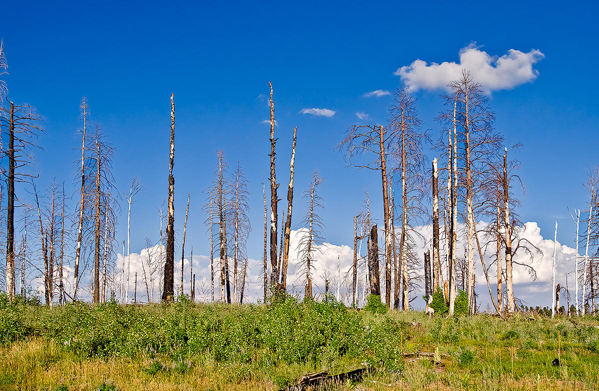 Kaibab National Forest