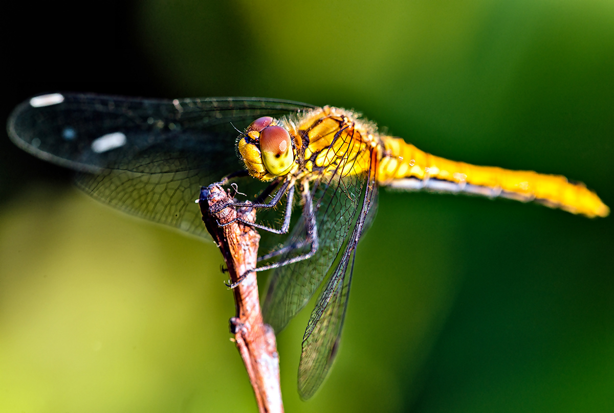 Red-veined Darter