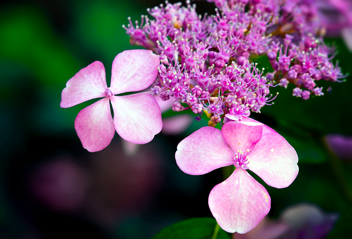 Hydrangea