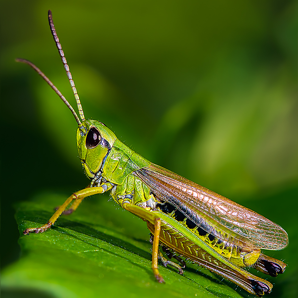 Lesser Mottled Grasshopper