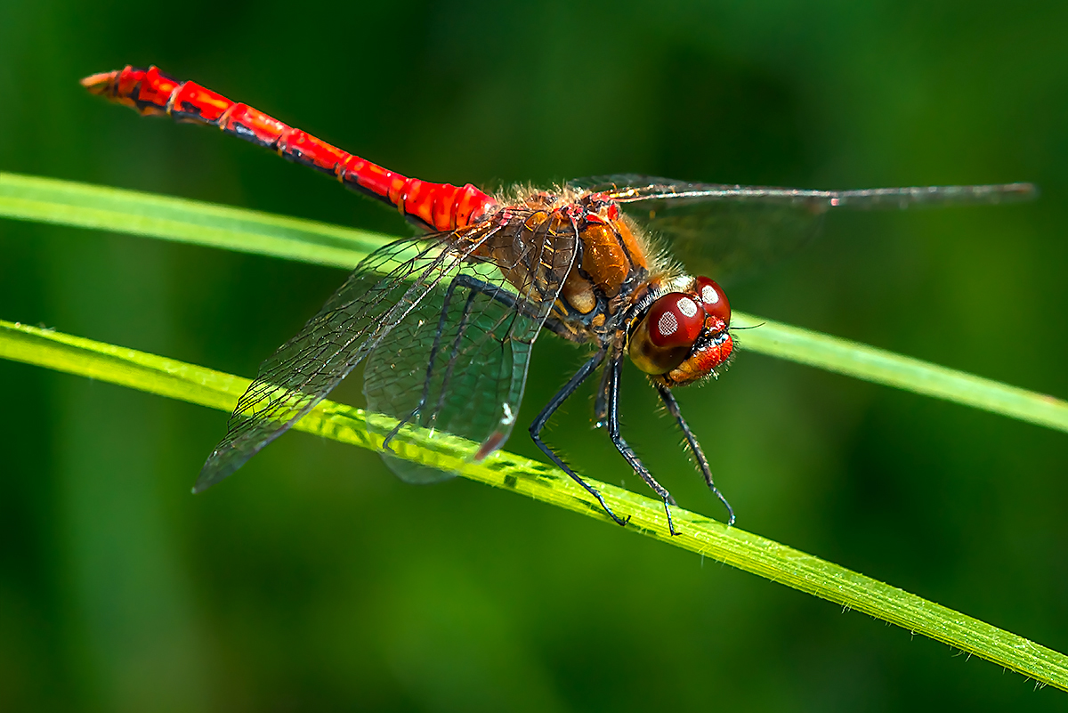 Ruddy Darter