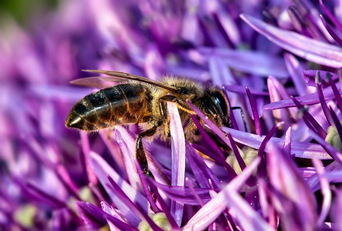 Honeybee Romping in the Garlic